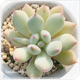 ,߂傤AGPxA-Echeveria cv YUMEGESYOU