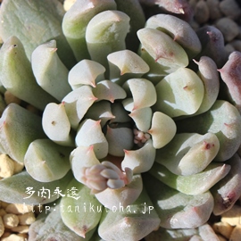 ᐗ,䂫т,GPxA-Echeveria cv YUKIBINA