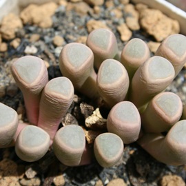 五十鈴玉,いすずぎょく、フェネストラリア属-Fenestralia rhopalophylla