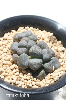 ,炨AACmvVX-Aloinopsis schoonesii