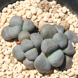 ,炨AACmvVX-Aloinopsis schoonesii