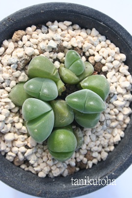 ,ނЂ傭AMoGE-Gibbaeum disper