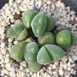 ,ނЂ傭AMoGE-Gibbaeum disper