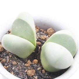 金鈴,きんれい、アルギロデルマ属-Argyroderma roseum var. delaetii