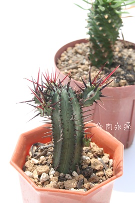 gʊt,A[tHrA-Euphorbia enopla