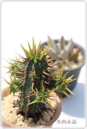 黄彩閣,おうさいかく、ユーホルビア属-Euphorbia OUSAIKAKU
