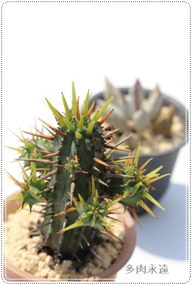 ʊt,A[tHrA-Euphorbia ousaikaku