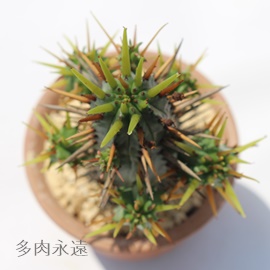 ʊt,A[zrA-Euphorbia OUSAIKAKU