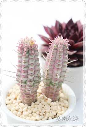 L,[tHrA-Euphorbia mammillaris