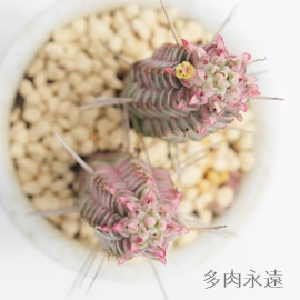 L,炩΂A[zrA-Euphorbia mammillaris,i