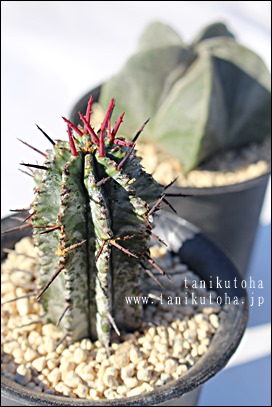 z_A[tHrA-Euphorbia horrida
