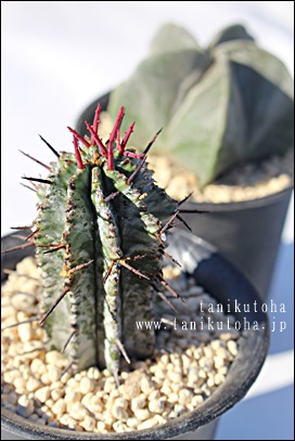 z_A[zrA-Euphorbia horrida,i