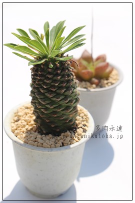 Sb,[tHrA-Euphorbia Gabitekkou
