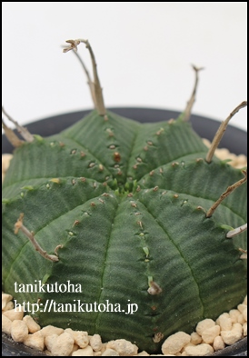 o_,[tHrA,-Euphorbia varida