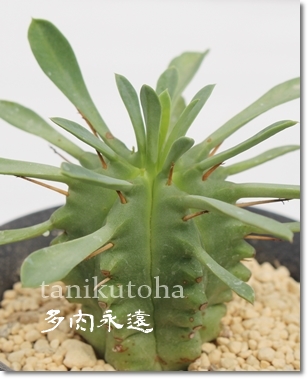 I,[tHrA-Euphorbia pluvinata