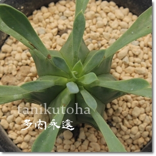 I,[zrA,Iیʔ,IۈĕB₵,[zrȂ蕨,I۔̔,JXj,zj,aj,Vzj,hV̓,-Euphorbia pluvinata,iɂƂcuctus and succulents onlineshop from japan-TANIKUTOHA
