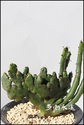 IRN[^,[tHrA-Euphorbia oncoclada