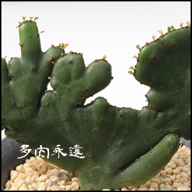 IRN[^,[tHrA,IRN[^ʔ,IRN[^ĕB₵,IRN[^̔-Euphorbia oncoclada,i