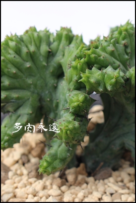 gʊtԉ,ĂA[tHrA-Euphorbia enopla f. monstruosus