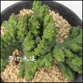 gʊt,A[tHrA-Euphorbia enopla