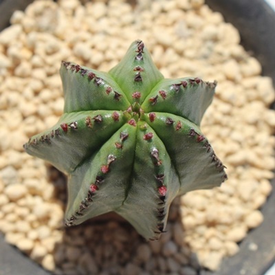 AmvA,[tHrA,AmvAʔ,AmvAĕB₵,Euphorbia anopuria,i ɂƂ