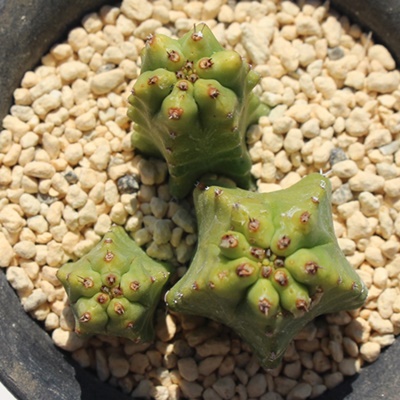 teBR[T,[tHrA,teBR[Tʔ,teBR[TĕB₵,Euphorbia fruticosa fdicotomica,i ɂƂ