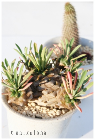 R,тA[tHrA-Euphorbia Gabizan