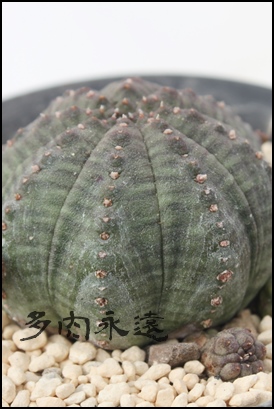 eVgJA[tHrA-Euphorbia obesa ssp. symmetrica