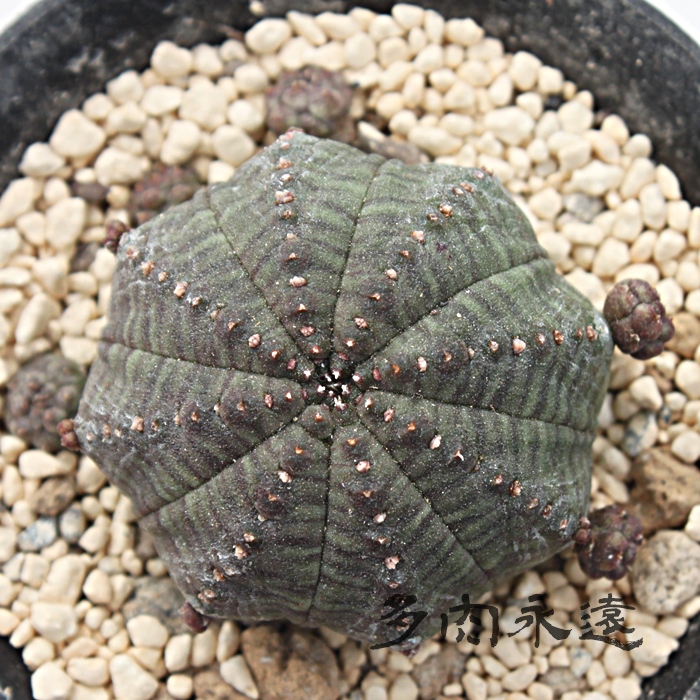 eVgJ,ӂ߂Ƃ肩A[zrA-Euphorbia obesa ssp. symmetrica