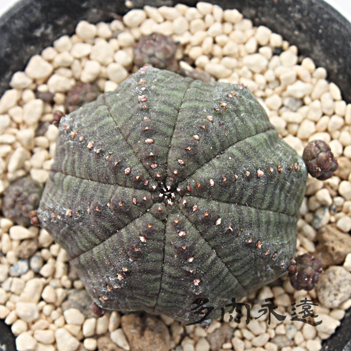 eVgJ,ӂ߂Ƃ肩A[tHrA-Euphorbia obesa ssp. symmetrica
