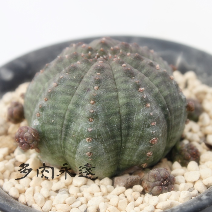 eVgJ,ӂ߂Ƃ肩A[tHrA-Euphorbia obesa ssp. symmetrica