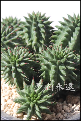 ڗA[tHrA-Euphorbia susannae