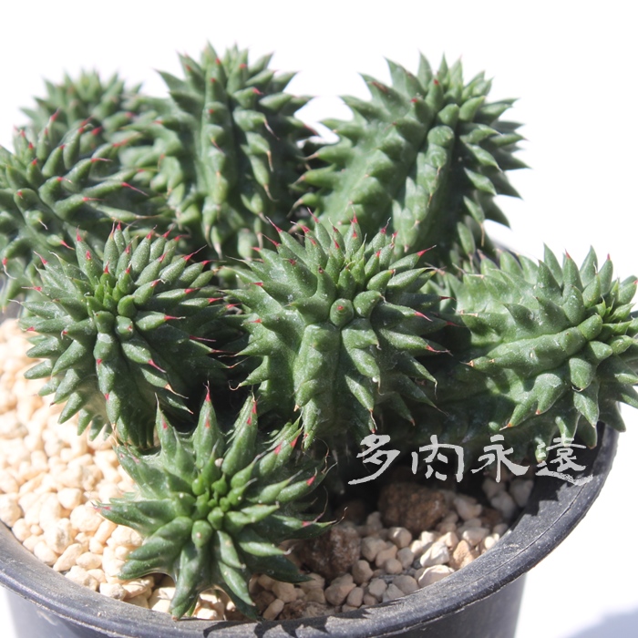 ڗ,΂A[zrA-Euphorbia susannae