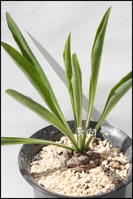 SbہA[tHrA-Euphorbia bupleurfolia