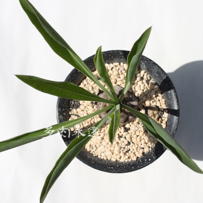 Sb,Ă܂A[tHrA-Euphorbia bupleurfolia