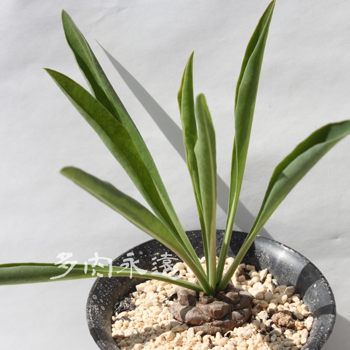 Sb,Ă܂A[tHrA-Euphorbia bupleurfolia