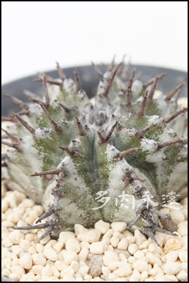 ߃z_A[tHrA-Euphorbia horida var. striata
