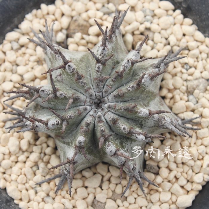 gʊt,͂ق肾A[zrA-Euphorbia horida var. striata