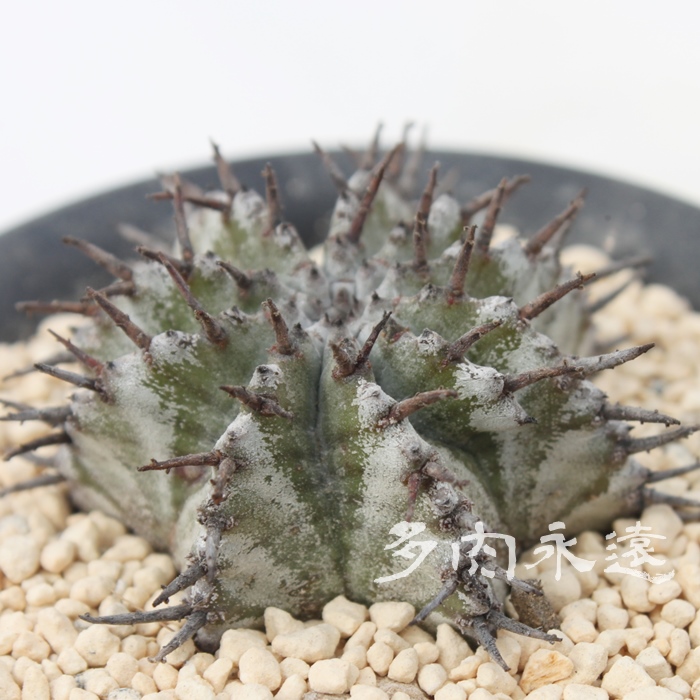 ߃z_,͂ق肾A[zrA-Euphorbia horida var. striata