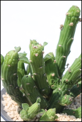 GxbL[A[tHrA-Euphorbia ellenbeckii