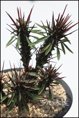 紅彩閣綴化,こうさいかくてっか、ユーホルビア属-Euphorbia enopla