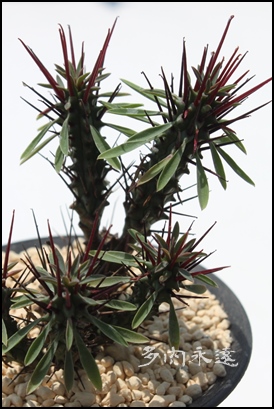 JA[tHrA-Euphorbia Kousairorika