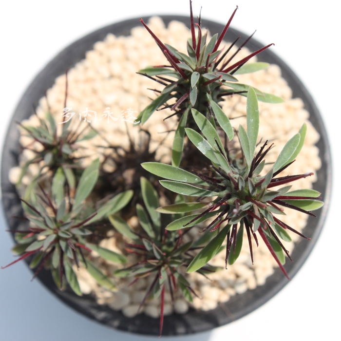 紅彩ロリカ,ユーホルビア属-Euphorbia Kousairorika