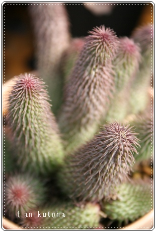 CAAtGjA-Huernia pillansii