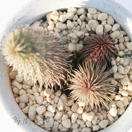  >CAAtGjA-Huernia pillansii