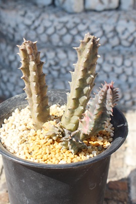 [ui,KKC,tGjA-Huernia ZEBRINA