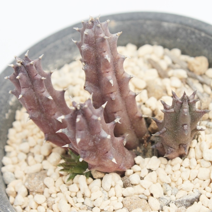 qXgNX,KKC,tGjA-Huernia hystrix