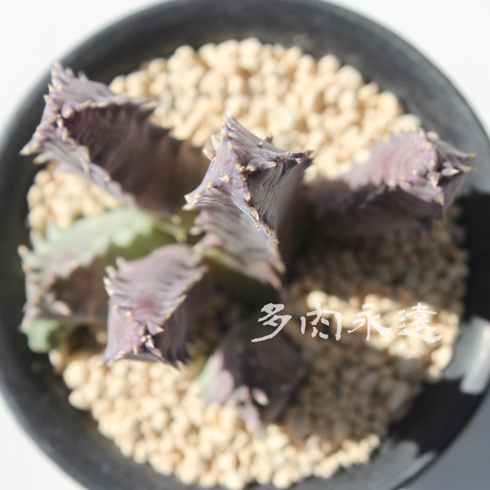 p,pʔ,p,pgt,pĕB₵,KKC,tGjA-Huernia brevirostris