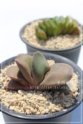 n̋PA͂΂̂₫,KXeA-Gasteria HAKUBANOKAGAYAKI