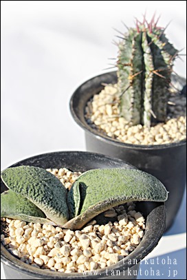 AKXeA-Gasteria SIROHADAGOUGYUU